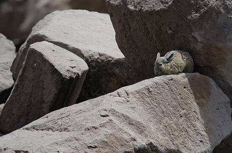在岩石之间休息的 南纬拉基迪恩野生动物多样性生物高地动物群哺乳动物石头动物内脏荒野图片
