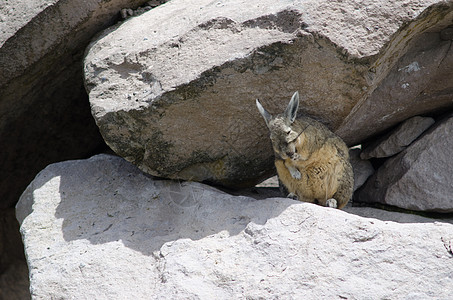 在岩石上擦大衣的南边拉基迪安荒野野生动物石头多样性动物动物群说谎内脏哺乳动物生物图片