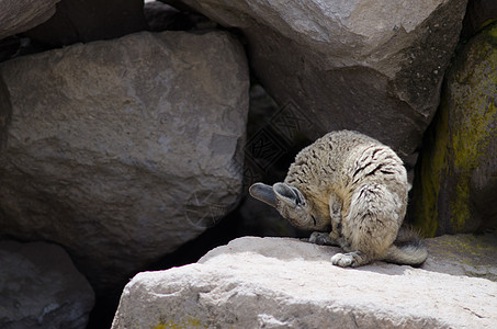 在岩石上粘结着的拉基迪姆野生动物脊椎动物外套高地荒野生物多样性动物哺乳动物石头图片