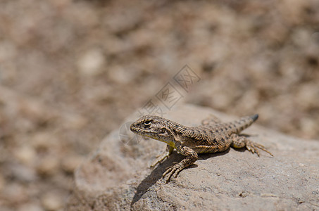 在劳卡国家公园的Iguanian蜥蜴动物脊椎动物岩石动物群生物高地爬行动物爬虫多样性野生动物图片