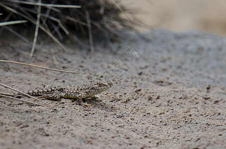 在劳卡国家公园的Iguanian蜥蜴荒野野生动物生物高地多样性动物群爬行动物爬虫脊椎动物图片