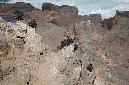 土耳其秃鹫卡特哈特斯在悬崖上的气息动物群团体海岸荒野清道夫光环腐肉多样性秃鹰鸟类图片