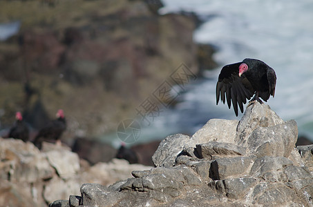 土耳其秃鹫卡特哈特斯 正在伸展它的翅膀图片