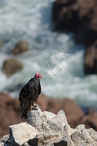 土耳其秃鹫卡特哈特斯在岩石上的气息鸟类动物脊椎动物荒野海洋栖息多样性清道夫秃鹰沿海图片