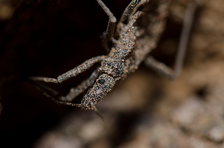 在阿里卡的拉斯奎瓦斯 真正的虫子微距沙粒昆虫学昆虫动物学照片错误半翅目生物动物群图片