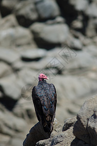 土耳其秃鹫卡特哈特斯在岩石上的气息清道夫秃鹰动物生物乌鸦多样性观鸟荒野光环栖息图片