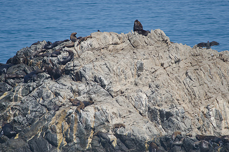 南美海狮和火鸡秃鹰向右转图片