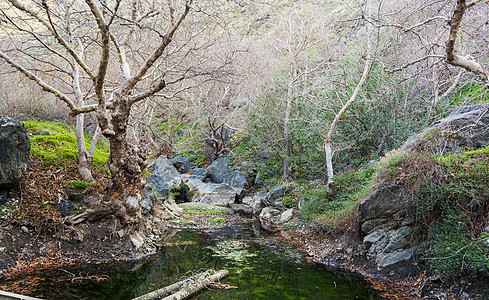 希腊克里特州里希蒂斯峡谷的冬天 冬季水中冬叶叶子旅行植物风景峡谷公园岩石假期森林植物群图片