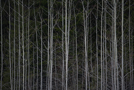小树苗警卫树干公园风景环境木头绿色松树荒野森林图片