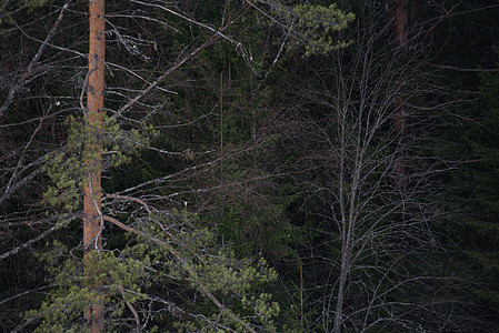 森林的早春松树阴影公园密度林地桦木植物场景分支机构木头图片