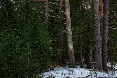 森林的早春旅行密度阴影桦木木头生活春林树干环境植物图片
