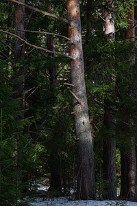 森林的早春树干生活桦木场景密度阴影环境旅行松树春林图片