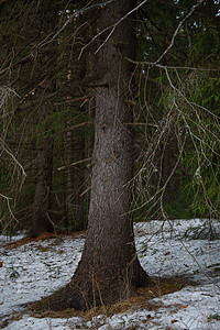 森林的早春季节分支机构密度树干木头生活桦木公园树木阴影图片