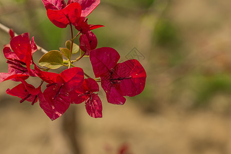 鲜鲜的红布干维尔花朵 背景模糊图片