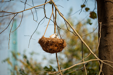 母鸟喂养她的宝宝 在巢里 挂在树枝上图片