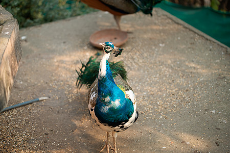 白孔雀和蓝孔雀为游客步行和摆姿势图片