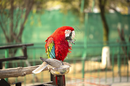 彩色的鹦鹉肖像 在动物园吃坚果时有鸽子图片