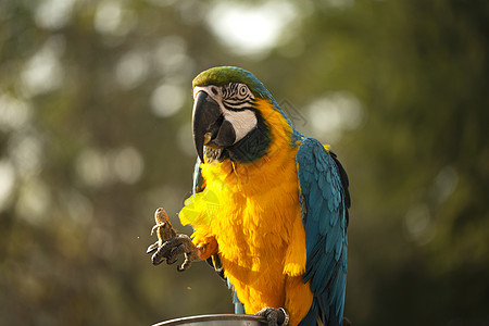 蓝色和黄色的金刚鹦鹉 蓝色和金色的金刚鹦鹉在动物园里吃坚果 它是大群新热带鹦鹉的成员野生动物动物群濒危摄影宠物尾巴荒野大道羽毛鸟图片
