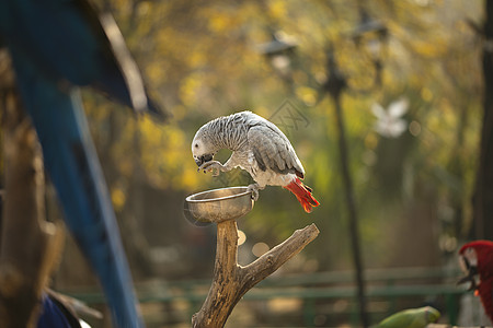 灰鹦鹉Psittacus 持有和吃坚果 在动物园公园配种蓝色荒野翅膀野生动物情调丛林热带森林图片