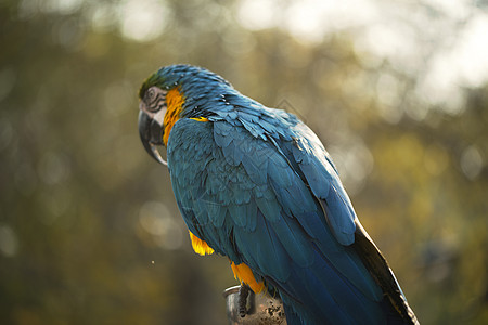 蓝色和黄色的金刚鹦鹉 蓝色和金色的金刚鹦鹉在动物园里吃坚果 它是大群新热带鹦鹉的成员大道鸟舍尾巴摄影翅膀荒野动物群宠物金子动物图片