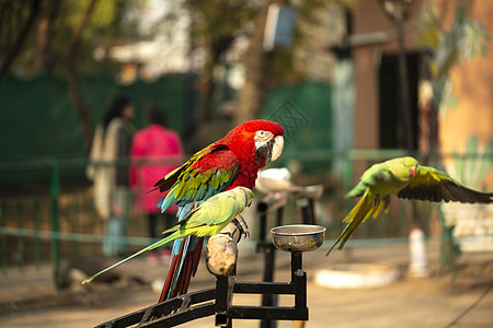 色彩多彩的斯嘉丽麦考肖像和吃坚果的动物园绿鹦鹉羽毛动物群异国眼睛野生动物宠物配种翅膀动物荒野图片