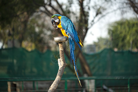 蓝色和黄色的金刚鹦鹉 蓝色和金色的金刚鹦鹉在动物园里吃坚果 它是大群新热带鹦鹉的成员翅膀尾巴动物动物群野生动物濒危大道鸟舍摄影荒图片