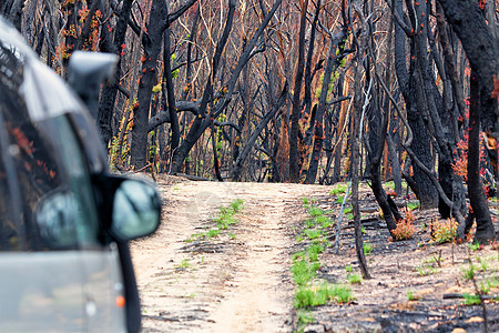 夏季大火后穿过被烧毁的灌木林田图片