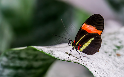 坐在一片叶子上的小红后蝴蝶 从哥斯达黎加 美洲的热带昆虫品种中摘取图片