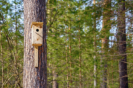 在阳光明媚的一天 一只自制的鸟屋挂在一棵树上手工桦木动物季节鸟巢自由野生动物栖息地房子生活图片