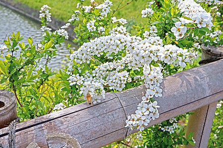 天然路边开花的野花 日本露天草地p图片