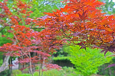 特写日本花园的红绿树叶和绿色树叶图片