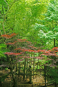 日本花园的垂直红 绿叶和树图片