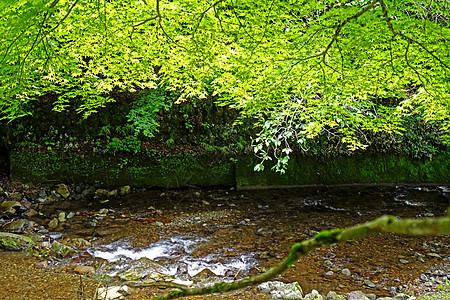 日本农村的天然河流 绿树和绿色植物图片