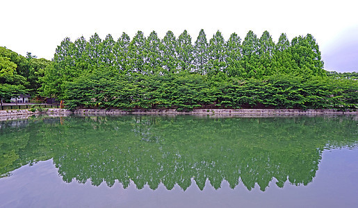 绿色植物和树木 在日本公园湖面反射图片