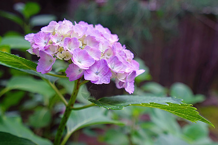 在日本户外花园里有绿色叶子的紫花朵衬套环境公园花朵紫色植物季节后院园艺花瓣图片