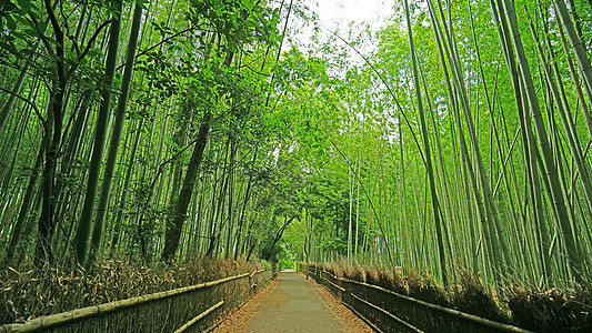 日本的绿竹草林 日本十六子园小路公园植物墙纸绿色叶子森林花园文化生长图片