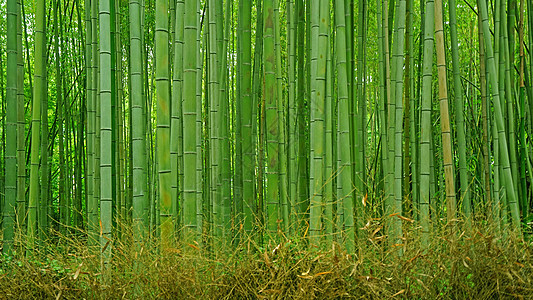 日本的绿竹草林 日本十六子园木头绿色公园森林小路叶子植物花园文化墙纸图片