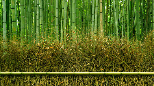 日本的绿竹草林 日本十六子园绿色小路木头森林墙纸花园叶子文化植物栅栏图片