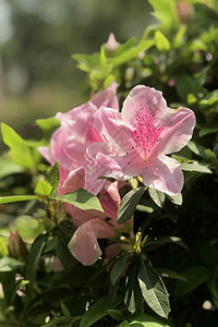 在户外花园里放叶子的粉红花季节花瓣园艺公园植物群绿色晴天花园植物花朵图片