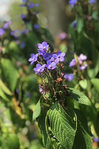 在户外花园里放有叶子的紧贴蓝色鲜花园艺场地植物植物群草地公园绿色花园花朵季节图片