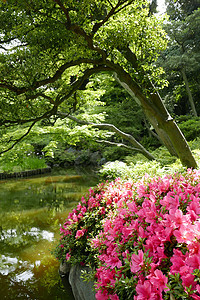 垂直绿色植物和粉红花 在日本私人公用公园图片
