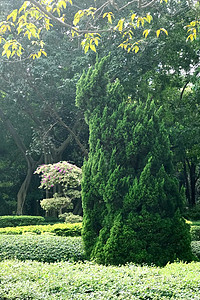 公共公园中的垂直绿色植物和树木图片