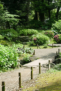 粉红花 绿色植物 桥梁 乡村的步行道公园地面人行道农村植物季节土地花园石头绿色图片