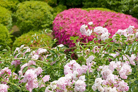 后院的粉粉和白种植物园艺粉色植物群花朵生长白色生活季节公园绿色图片