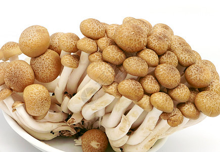 白背景的日本蘑菇被孤立棕色白色蔬菜菌类烹饪美食植物图片