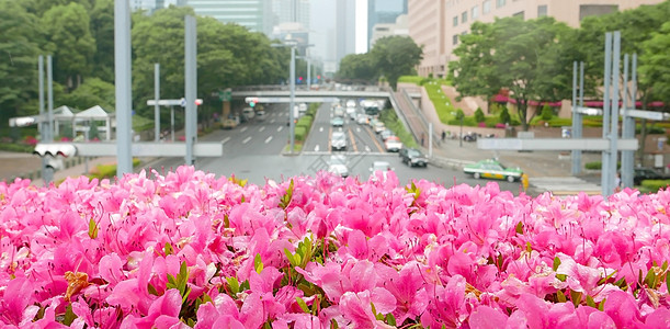 东京街道日本的公路 人行道 树木和鲜花背景