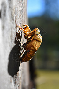 树上的Cicada贝壳蟋蟀天空日志蓝色漏洞树干蛙跳身体昆虫半翅目图片