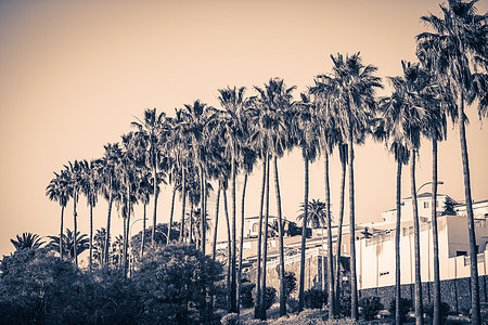 特内里夫棕榈树的典型照片生长环境植物异国热带天空旅行植物群情调棕榈图片