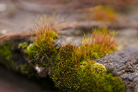 新鲜的绿色和黄色苔藓 背景模糊 特写 v场地宏观植物生长岩石花园植物群环境植被叶子图片