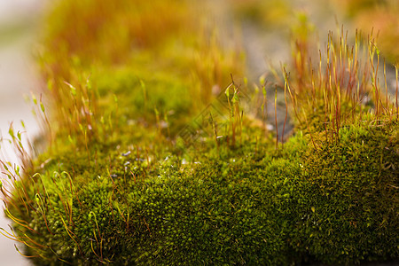 新鲜的绿色和黄色苔藓 背景模糊 特写 v植物群宏观花园生长森林植被植物岩石土壤环境图片